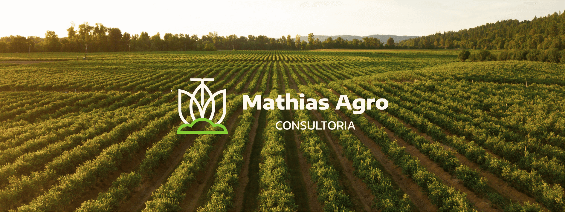 branding identidade visual consultoria agricola agro agronegocio consultoria ambiental logo